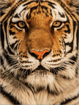 Poster  Close up of a tiger - Nikita Abakumov