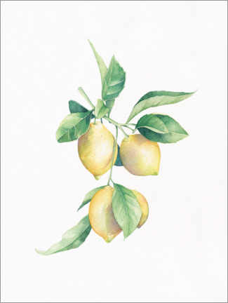 Poster  Lemons - Rebecca Richards