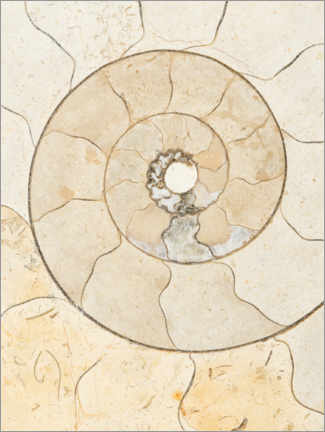 PVC-tavla  Ammonite fossil - Mark Windom