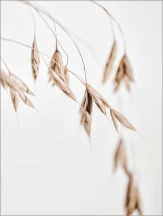Canvastavla  Dried grass I - Magda Izzard