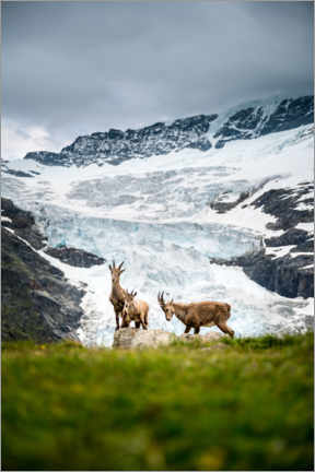 Poster Ibex family in front of glacier in the Swiss Alps