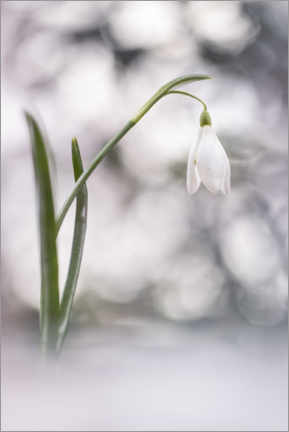 Poster Bubbling Snowdrops