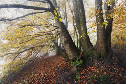 Självhäftande poster  Autumn colored trees in the mist in England - The Wandering Soul