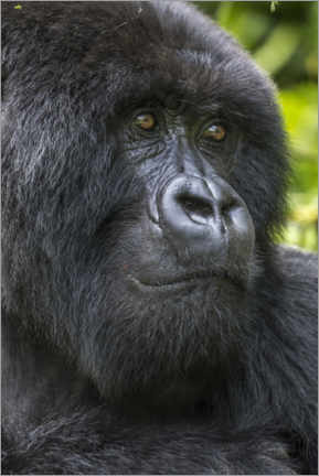 Canvastavla  Mountain gorilla - Paul Souders