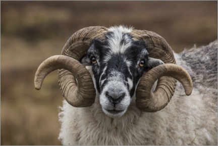 Canvastavla  Scottish black faced sheep - Jaynes Gallery