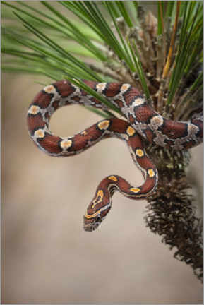 Poster  Corn snake in long-leaved pine - Maresa Pryor