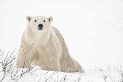 Aluminiumtavla  Polar bear on frozen tundra - Jaynes Gallery