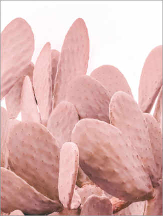 Poster Pink Cactus