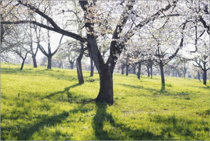 Poster Blooming cherry tree in spring