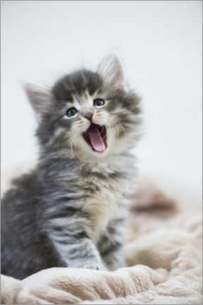 Aluminiumtavla  Yawning kitten - Heidi Bollich