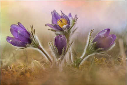 Galleritryck  Pasque flower - Thomas Herzog