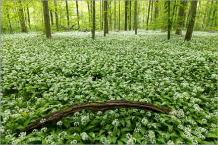 PVC-tavla  Wild garlic forest - Thomas Herzog