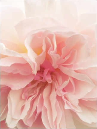 Poster Pink Rose