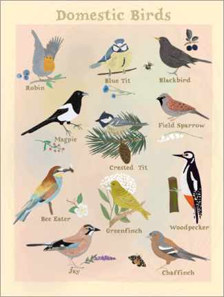 Poster Domestic Birds