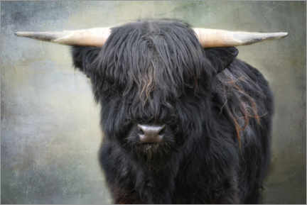 Poster Little black bull