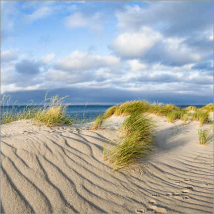 Poster  Dune landscape in the sunlight - Jan Christopher Becke