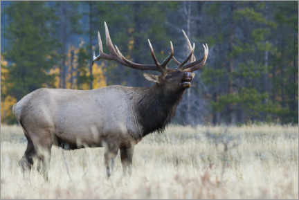 Canvastavla  Rocky Mountain bull elk - Ken Archer