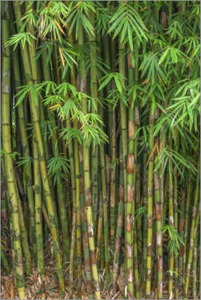 Poster  Bamboo - John Barger