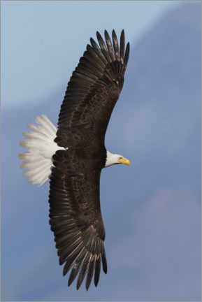 Poster Bald eagle