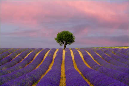 Poster Sunrise on a lavender field