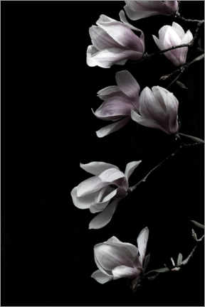 Trätavla  Magnolia blossoms on black - Studio Nahili