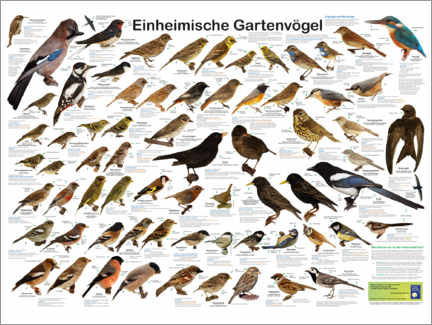 Canvastavla  Trädgårdsfåglar (tyska) - Planet Poster Editions