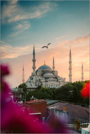 Canvastavla  Seagull over Sultan Ahmed Mosque in Istanbul - Marcel Gross