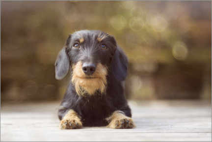 Canvastavla  Wire-haired dachshund in a beautiful light - Heidi Bollich