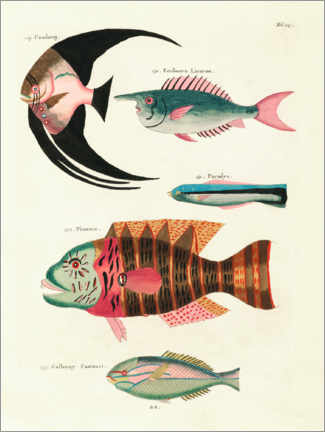 Poster  Fishes - Vintage Plate 067 - Louis Renard