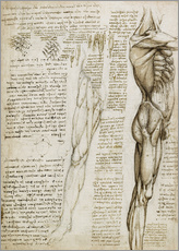 Självhäftande poster  Muskler - Leonardo da Vinci