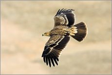 Självhäftande poster  Eastern imperial eagle in flight - M. Schaef