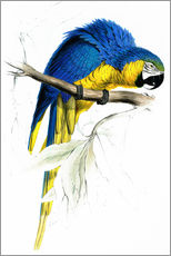 Galleritryck  Blue & Yellow Macaw - Edward Lear