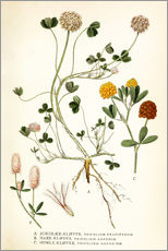 Galleritryck  Trifolium arvense - Carl Axel Magnus Lindman