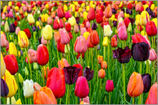Självhäftande poster  tulips in spring - Claudia Moeckel