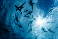 Galleritryck  Grey Reef Sharks - Dave Fleetham