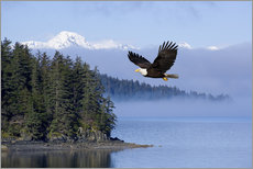 Galleritryck  Bald Eagle in flight - John Hyde