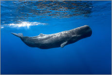 Självhäftande poster  Sperm whale - Barathieu Gabriel