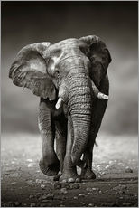 Självhäftande poster  Elefanttjur - Johan Swanepoel