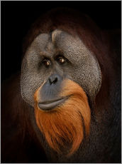 Galleritryck  Orangutan Portrait