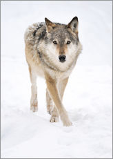 Galleritryck  Gray Wolf in Snow