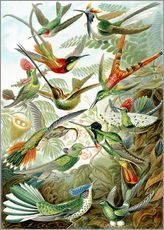 Självhäftande poster  Skolplansch kolibrier - Ernst Haeckel