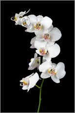 Självhäftande poster  White orchid on a black background