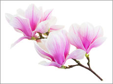 Galleritryck  Branch of pink magnolia