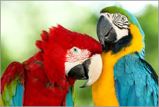 Galleritryck  cuddling macaws
