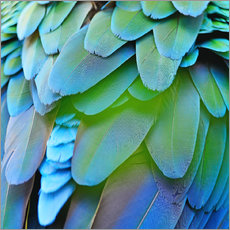 Galleritryck  iridescent plumage