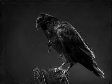 Galleritryck  Crow