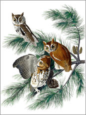 Självhäftande poster  Tre ugglor - John James Audubon
