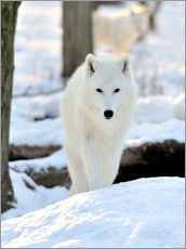 Självhäftande poster  Vacker vit varg om vintern