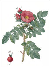 Självhäftande poster  Kamtschatka Rose (Rosa Kamtschatica) - Pierre Joseph Redouté