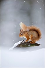 Självhäftande poster  Eurasian Red Squirrel standing on branch in snow - FLPA